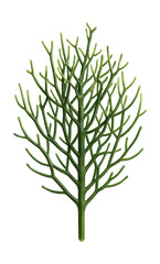 Fototapeta premium Pencil cactus with thin, cylindrical green stems and branching structure