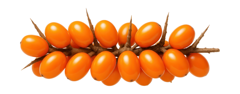 Sea buckthorn berry cluster with bright orange, oval-shaped fruits and short spiky stems