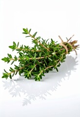 Fresh Thyme Sprigs Bundle tied with twine on white background herb green
