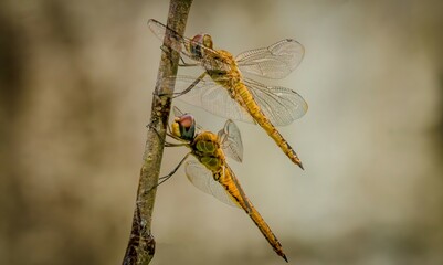 dragonfly on a branch