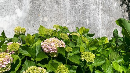 Blooming hydrangeas bask under the dappled sunlight, whispering secrets of Beltane's verdant...