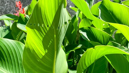 Lush emerald leaves with sunlit whispers, embody verdant vitality; ideal for Arbor Day reflections...