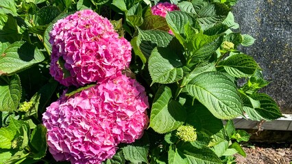 Radiant pink hydrangeas bask in sunlight, embodying midsummer enchantment, secret Victorian...