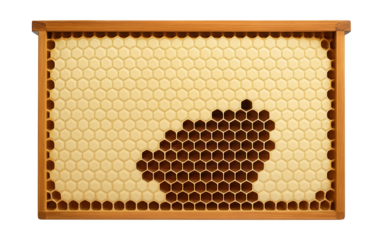 Honeycomb frame filled with capped honey cells and open brood cells