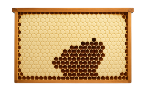 Honeycomb frame filled with capped honey cells and open brood cells