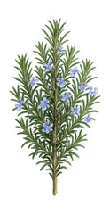 Fototapeta premium Mature rosemary shrub with narrow, needle-like leaves and small blue flowers