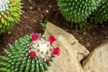濃いピンク〜紫の艶やかな花を咲かせるマミラリア属サボテン｜繊細で美しい多肉植物の接写写真 | Close-Up of Mammillaria Cactus with Glossy Deep Pink to Purple Flowers — A Delicate and Colorful Succulent Bloom