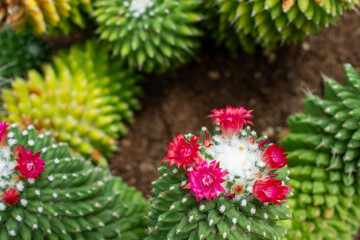 濃いピンク〜紫の艶やかな花を咲かせるマミラリア属サボテン｜繊細で美しい多肉植物の接写写真 | Close-Up of Mammillaria Cactus with Glossy Deep Pink to Purple Flowers — A Delicate and Colorful Succulent Bloom