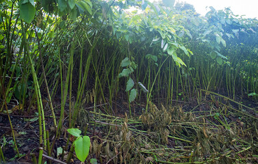 Obraz premium Autumn bambusa. Sasa kurilensis. West Sakhalin Mountains, hill country. Damp taiga meadows. Japanese herbal medicine