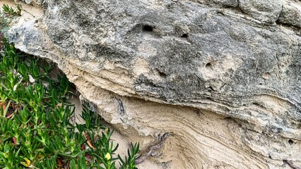 Sandstone sculpture whispers ancient tales, hidden coastal flora, Earth Day homage, geological...