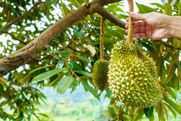 Fresh durian hanging from the tree in a tropical orchard, with a farmer's hand gently checking ripeness - a glimpse into Thailand's exotic fruit harvest season.