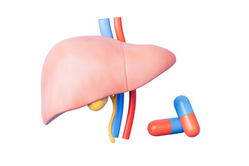 3d rendering medical liver organ and medicine