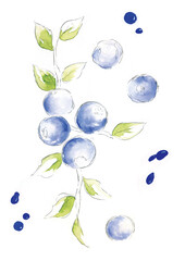 블루베리를 그린 일러스트