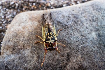 Mountain cicada (Cicadetta montana, male) (Cicadidae, Hemiptera) on slopes of seaside forest hills....