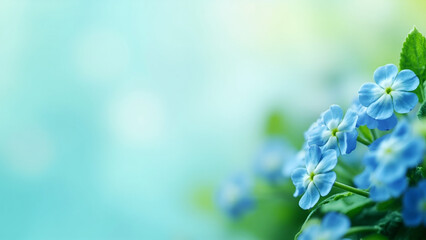 Blue forget-me-not flowers with dreamy bokeh, Delicate wildflowers in spring garden, Soft floral background with small blossoms
