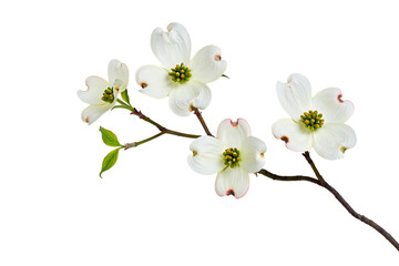 Four white dogwood flowers on a branch isolated on transparent background