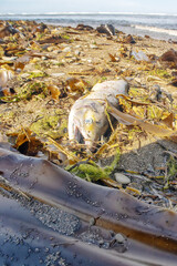 Foggy autumn Sea of Japan. The pebble beach in the area of kelp forests with abundant residues of...