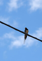 Swallow sitting on a telephone cable against a blue sky