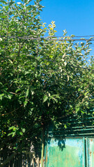 A thick green tree against a blue sky and electric wires