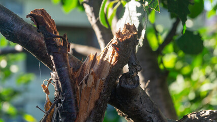Close-up of a thick, dry, broken branch. Dry wood fibres