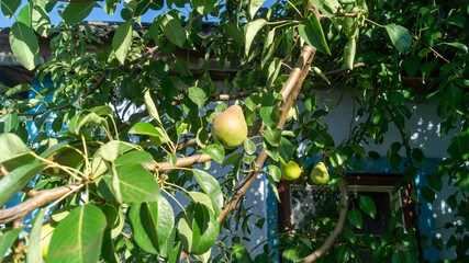 Small pear fruit on a tree branch among green leaves on the background of a blue wall with an old...