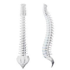 3d rendering medical spine