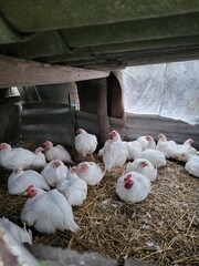 White domestic chicken coop with young chickens