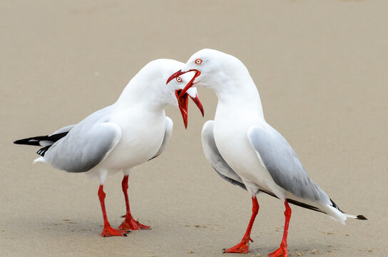 Two silver gulls squawking at each other on beach