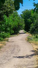 The undulating gravel road runs between dense green trees. The road in the village