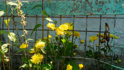 Yellow small flowers in the sunlight near the iron fence close up