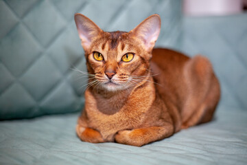 The Abyssinian cat is relaxing on the couch. A cute red-haired pet with yellow eyes. Portrait of a funny pet cat, a family pet