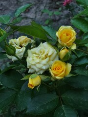 Yellow and White Roses with Leaves in the Garden
