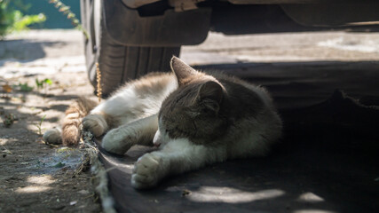 The cat is lying in the shade under the car. A cat hiding from the sun under a car