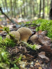  Fuzzy Mushrooms Growing Among Moss in the Forest