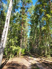 Sunlight Breaking Through a Pine Forest