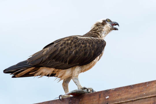 Osprey with catch