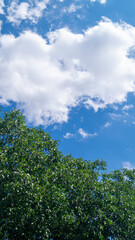 Large thick green tree against the sky with clouds in summer