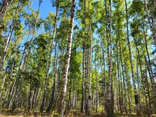 Birch Forest with Tall Trunks