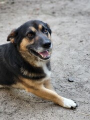  Smiling Dog Sitting on Dirt Surface
