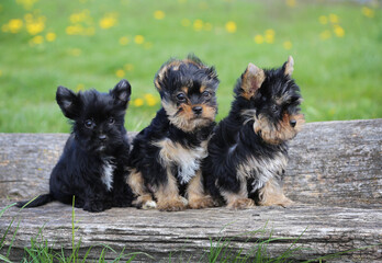 Three adorable Yorkshire Terrier puppies sitting on a wooden log in a sunny meadow with yellow flowers in the background.