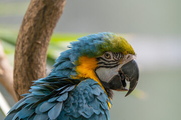 blue and gold macaw gets a close up while perched on a tree in the jungle