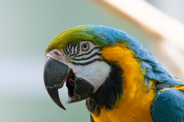blue and gold macaw gets a close up while perched on a tree in the jungle