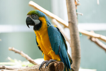 blue and gold macaw gets a close up while perched on a tree in the jungle