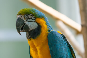 blue and gold macaw gets a close up while perched on a tree in the jungle