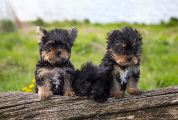 Adorable Yorkshire Terrier puppies sitting on a log by the lake on a sunny spring day.