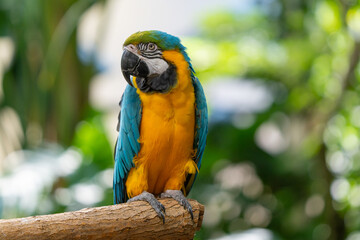 blue and gold macaw gets a close up while perched on a tree in the jungle