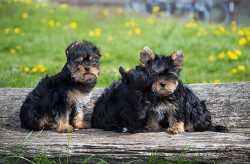 Three adorable Yorkshire Terrier puppies sitting on a wooden log in a sunny meadow with yellow flowers in the background.