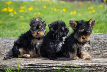 Three adorable Yorkshire Terrier puppies sitting on a wooden log in a sunny meadow with yellow flowers in the background.