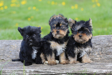 Three adorable Yorkshire Terrier puppies sitting on a wooden log in a sunny meadow with yellow flowers in the background.