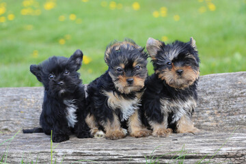 Three adorable Yorkshire Terrier puppies sitting on a wooden log in a sunny meadow with yellow flowers in the background.